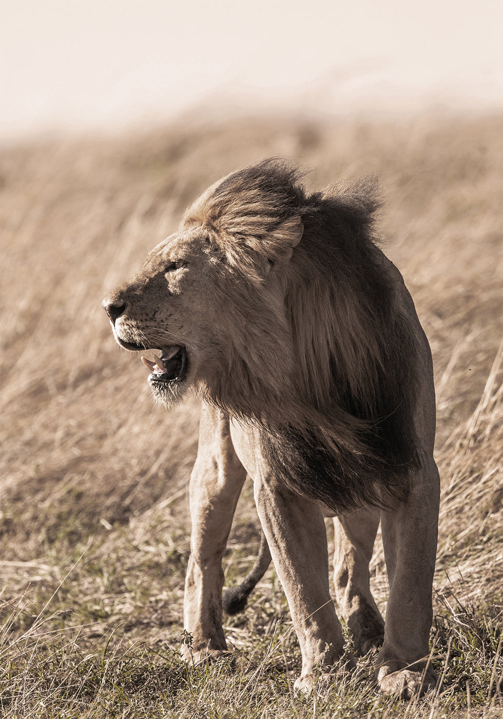 Lion In Profile Plakat - Posterbox.dk