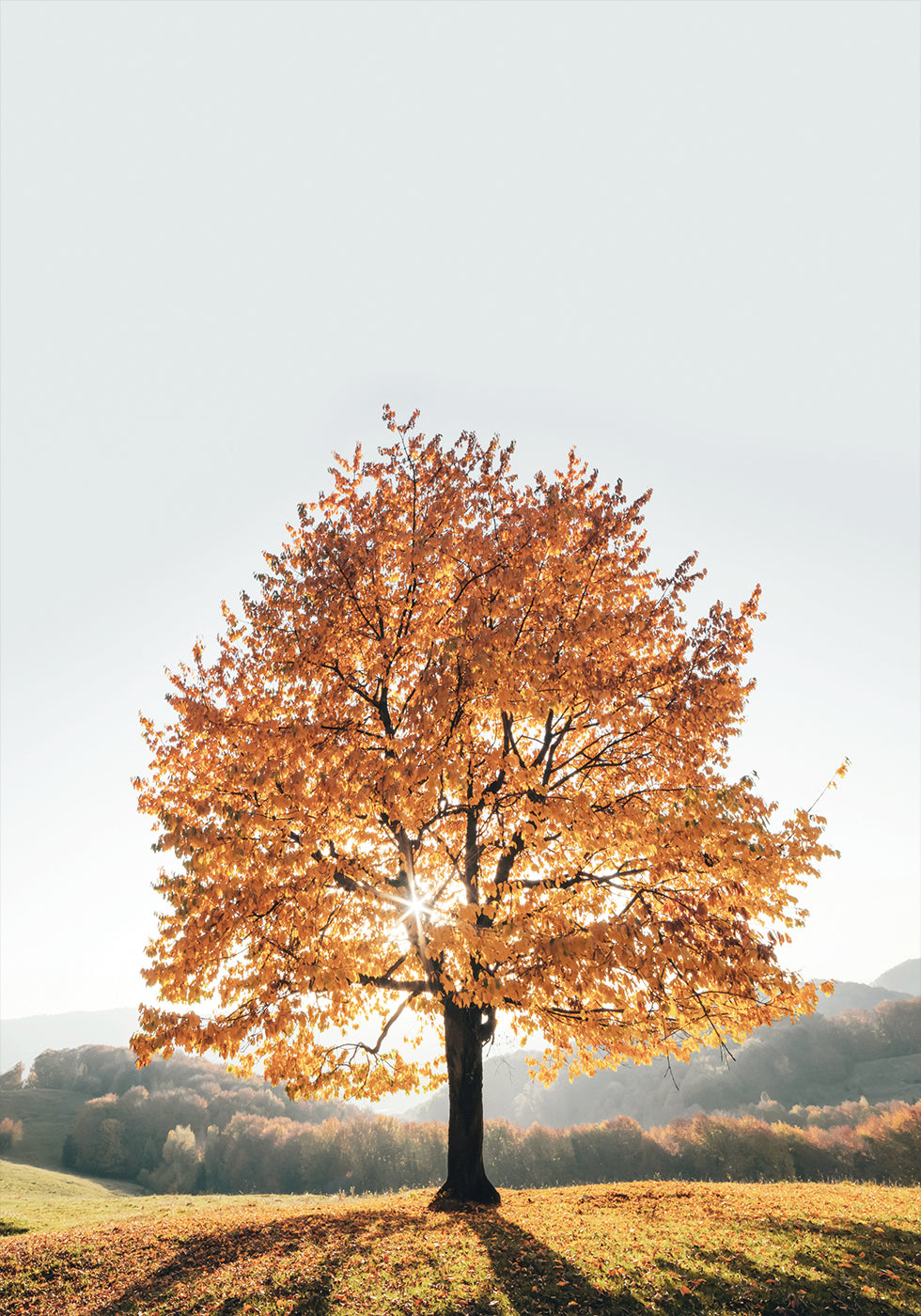 Majestätischer Herbstbaum Poster 