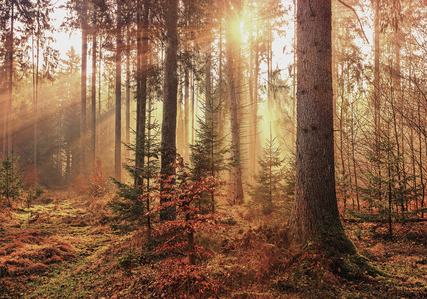 Poster Geheimnisvolles Licht des Herbstwaldes 