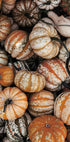 Vibrant Autumn Pumpkins Plakat - Posterbox.dk