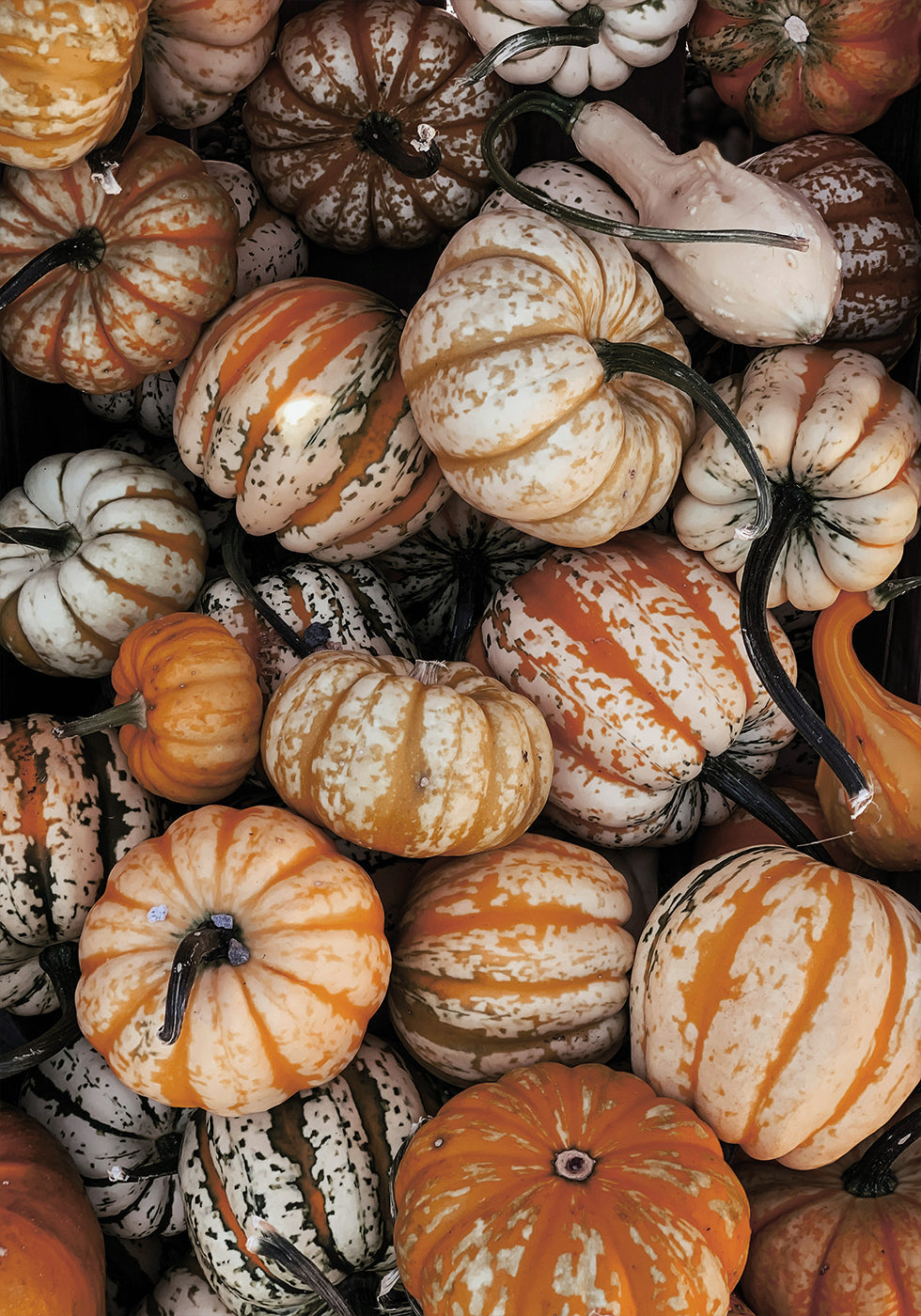 Vibrant Autumn Pumpkins Plakat - Posterbox.dk