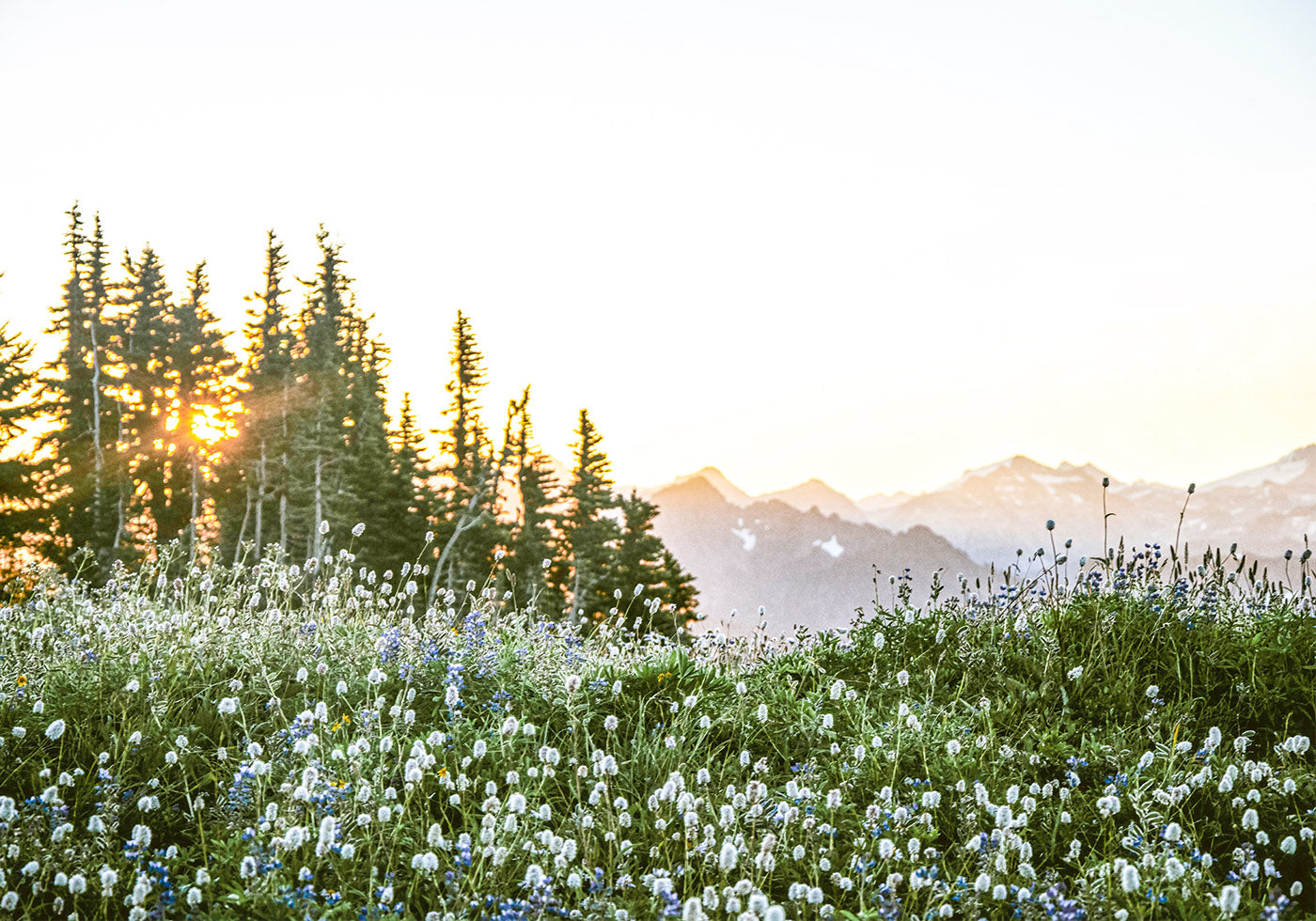 Poster Alpine Morgendämmerung, Wildblumen und Wald Sonnenaufgang 