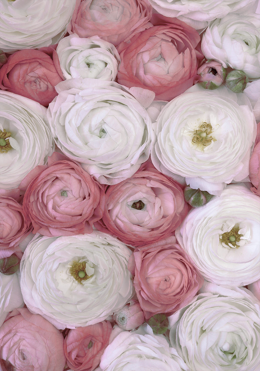 Scattered ranunculus in muted pink II Plakat - Posterbox
