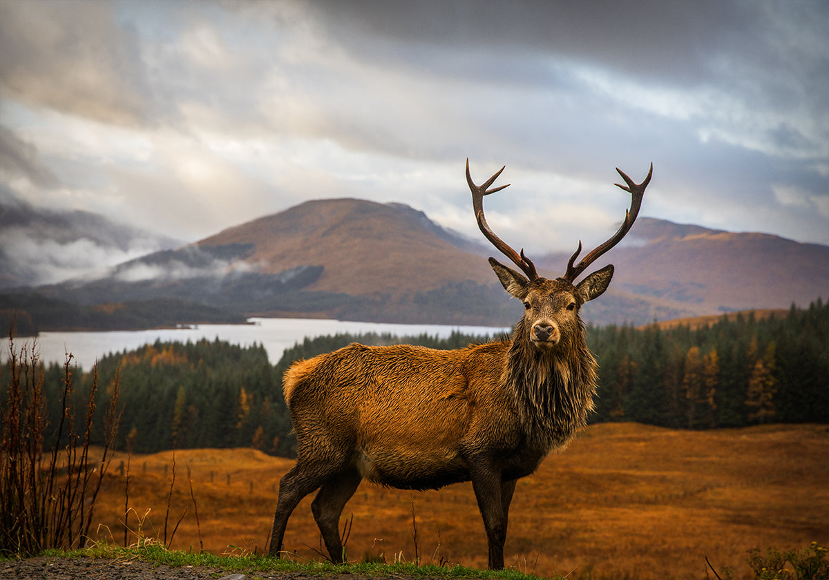 Scottish Stag Plakat - Posterbox