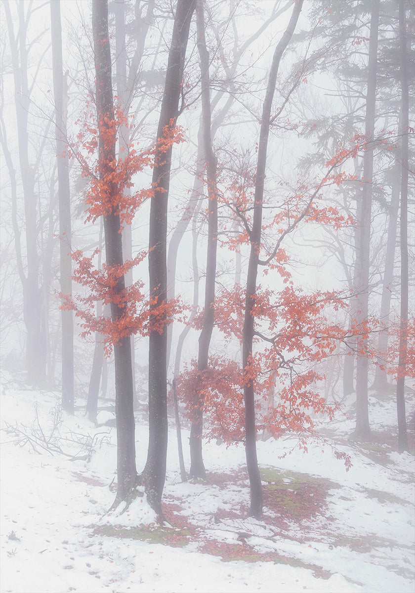 Autumnal snow Plakat - Posterbox