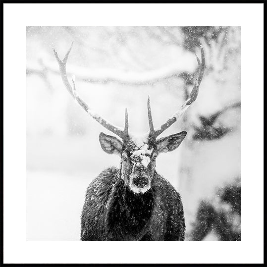 Male deer in heavy snow Plakater - Posterbox