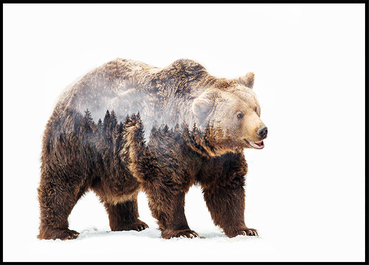 Bear Plakat - Posterbox