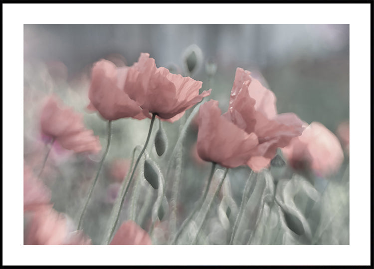 Softly - Posterbox