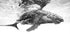Humpback whale calf - Posterbox