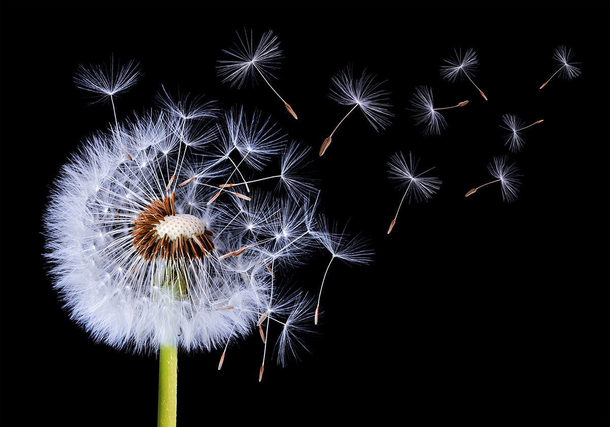 Dandelion Blowing Plakat - Posterbox