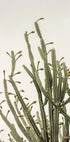 Cactus Plakat - Posterbox.dk