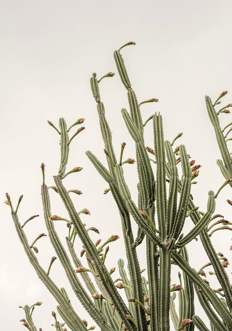 Cactus Plakat - Posterbox.dk
