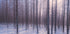 Silent Winter Symphony Plakat - Posterbox