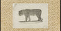Vintage-Leopard-Skizze