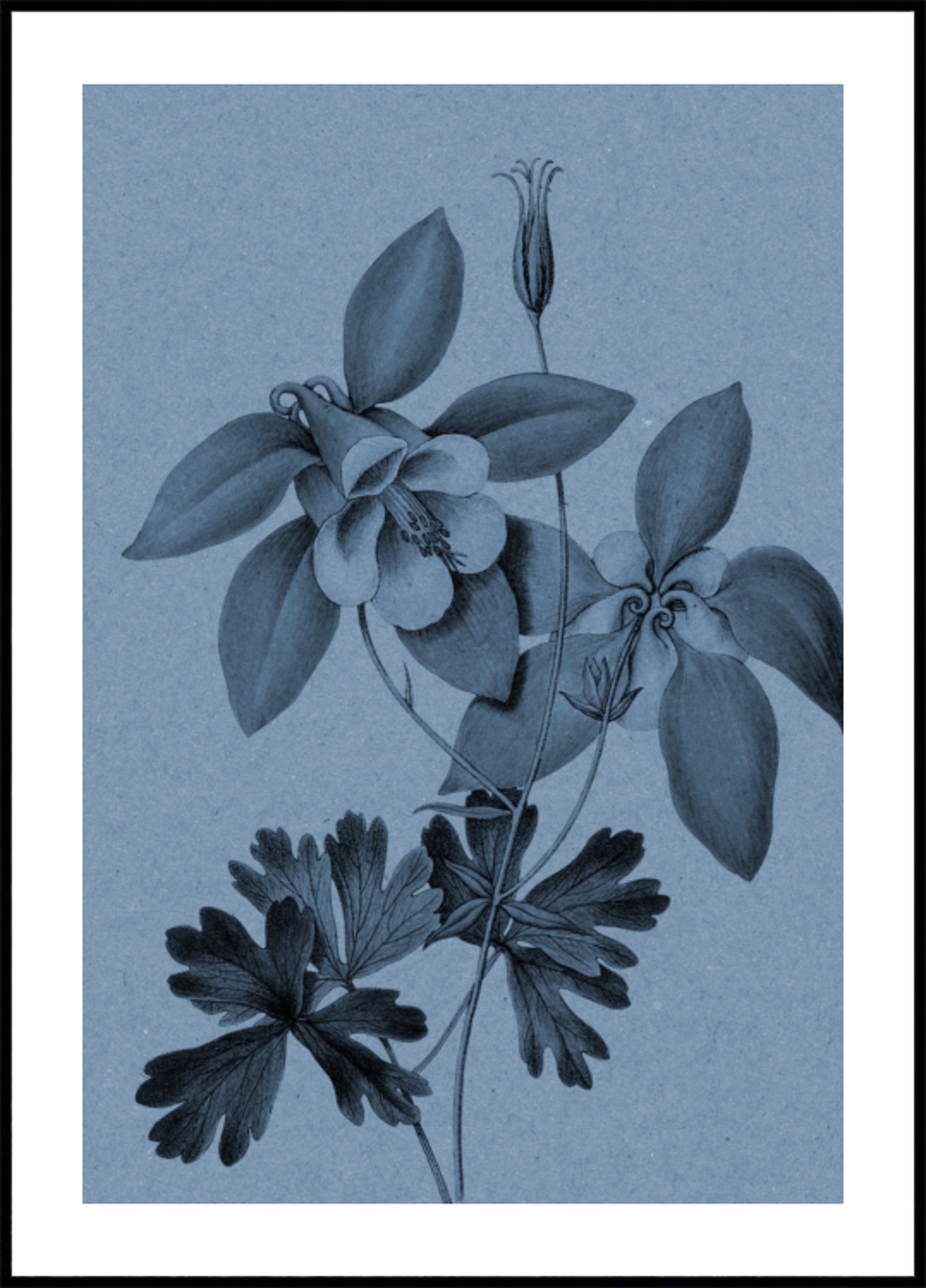Botanische Studie von Blue Columbine