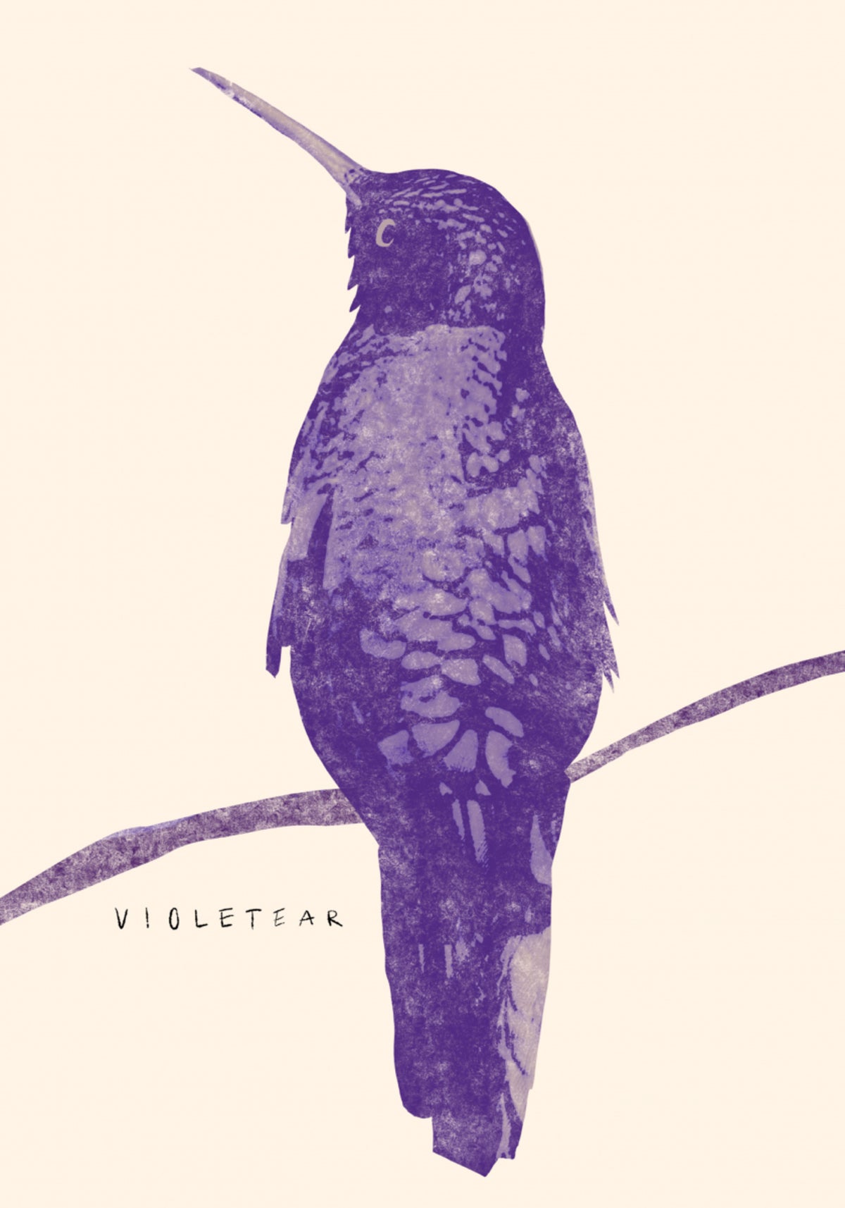 Eleganter violetter Kolibri