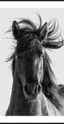 Wild Horse Portrait