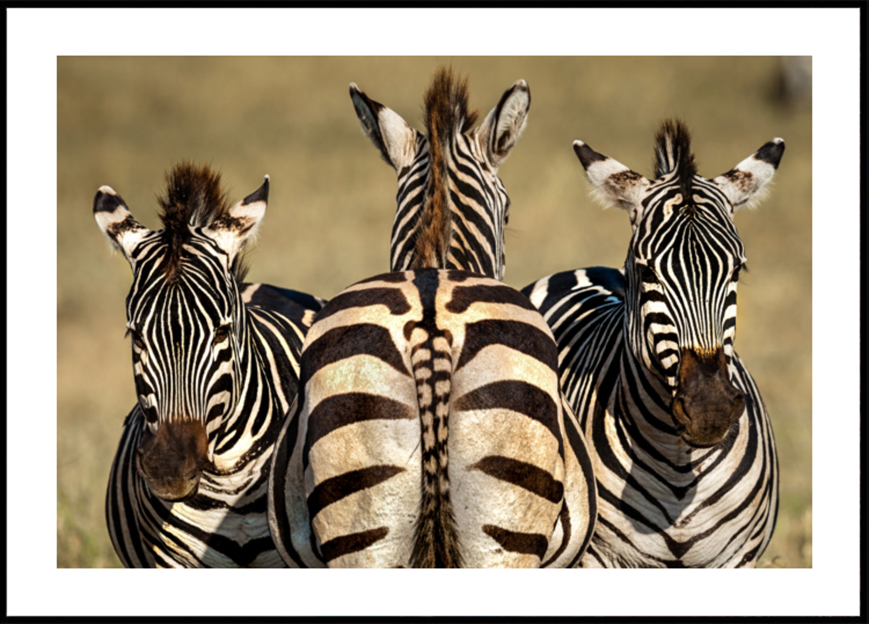 Zebra-Trio