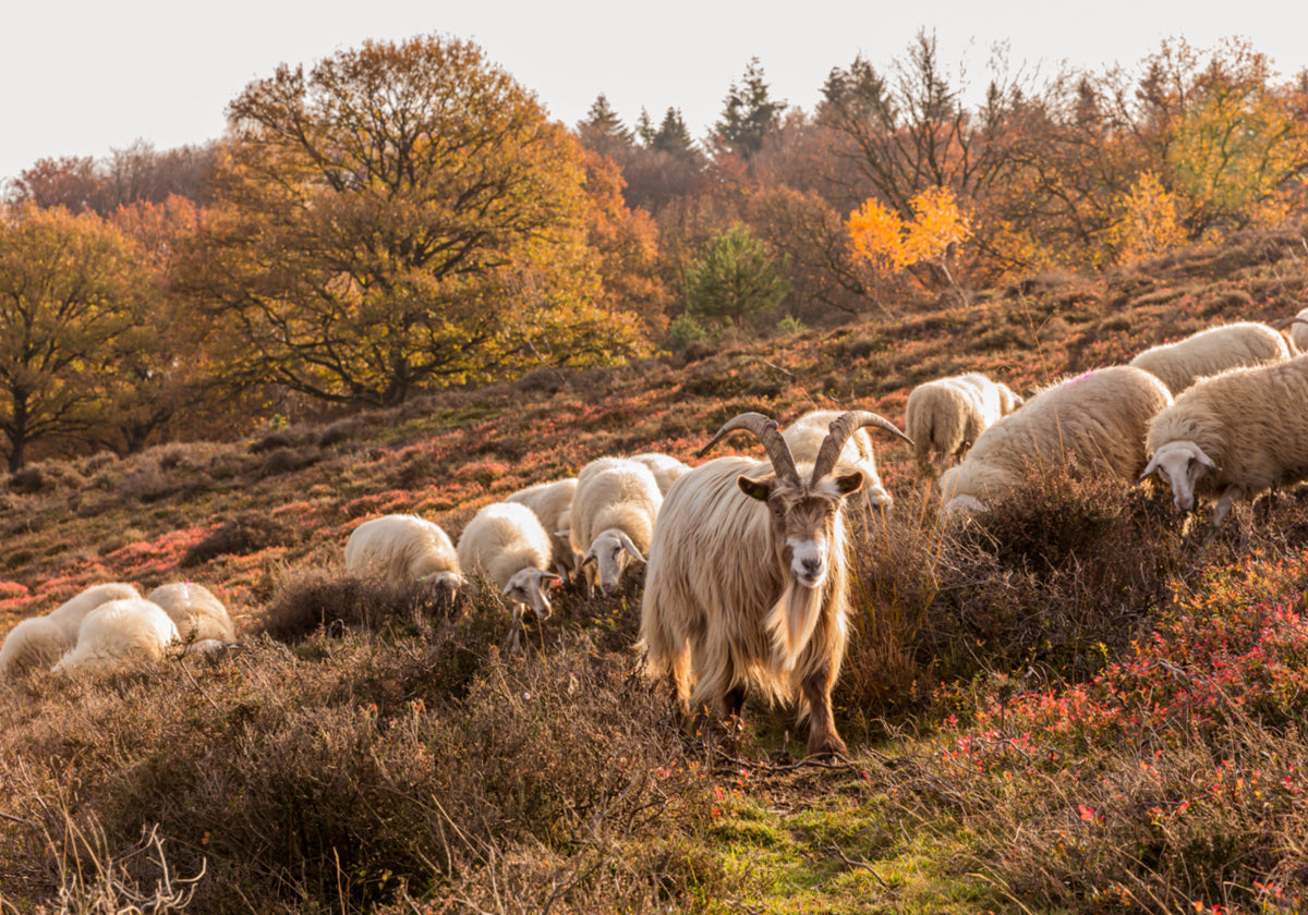 Herbstziege und Schaf
