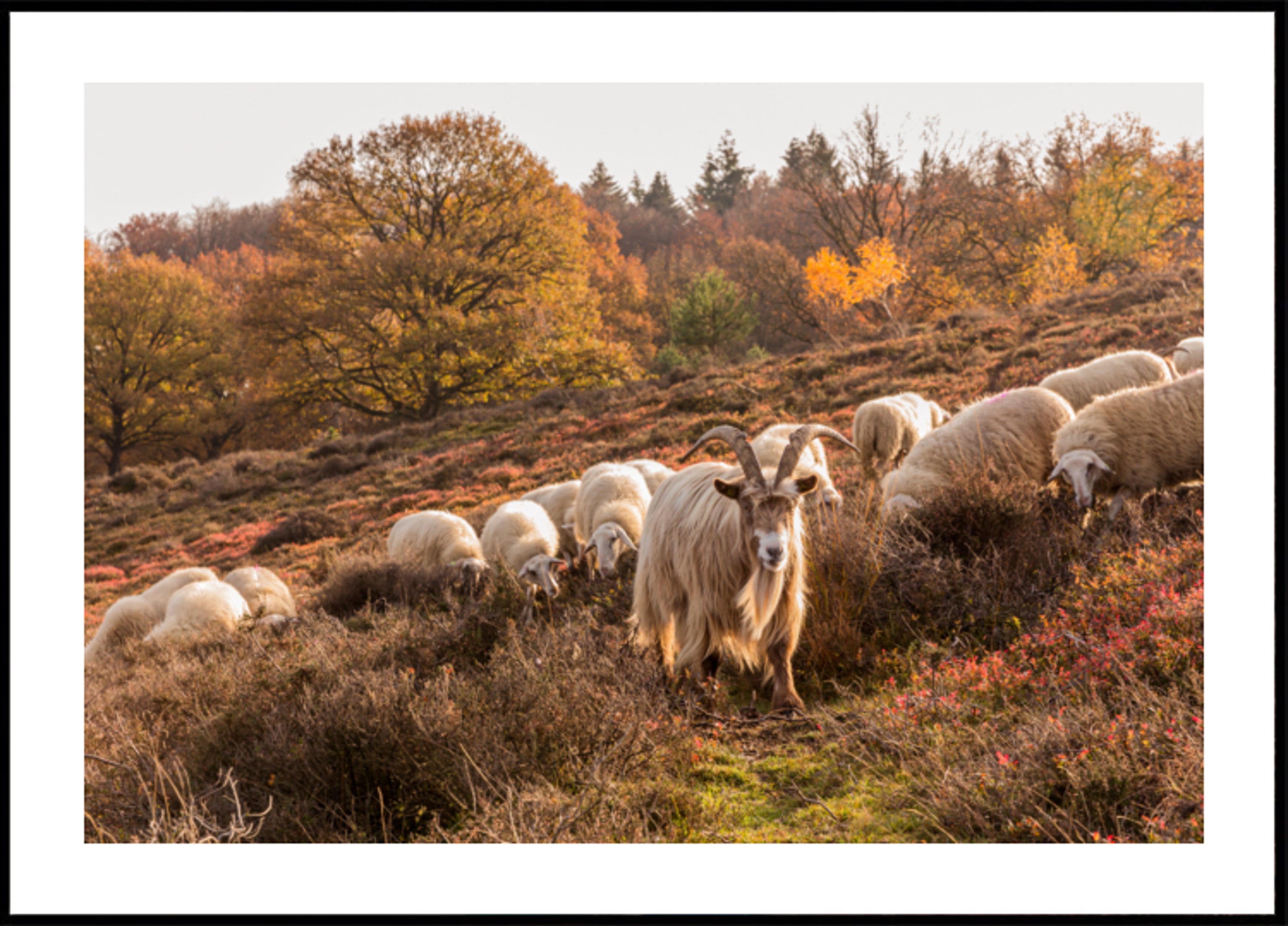 Herbstziege und Schaf