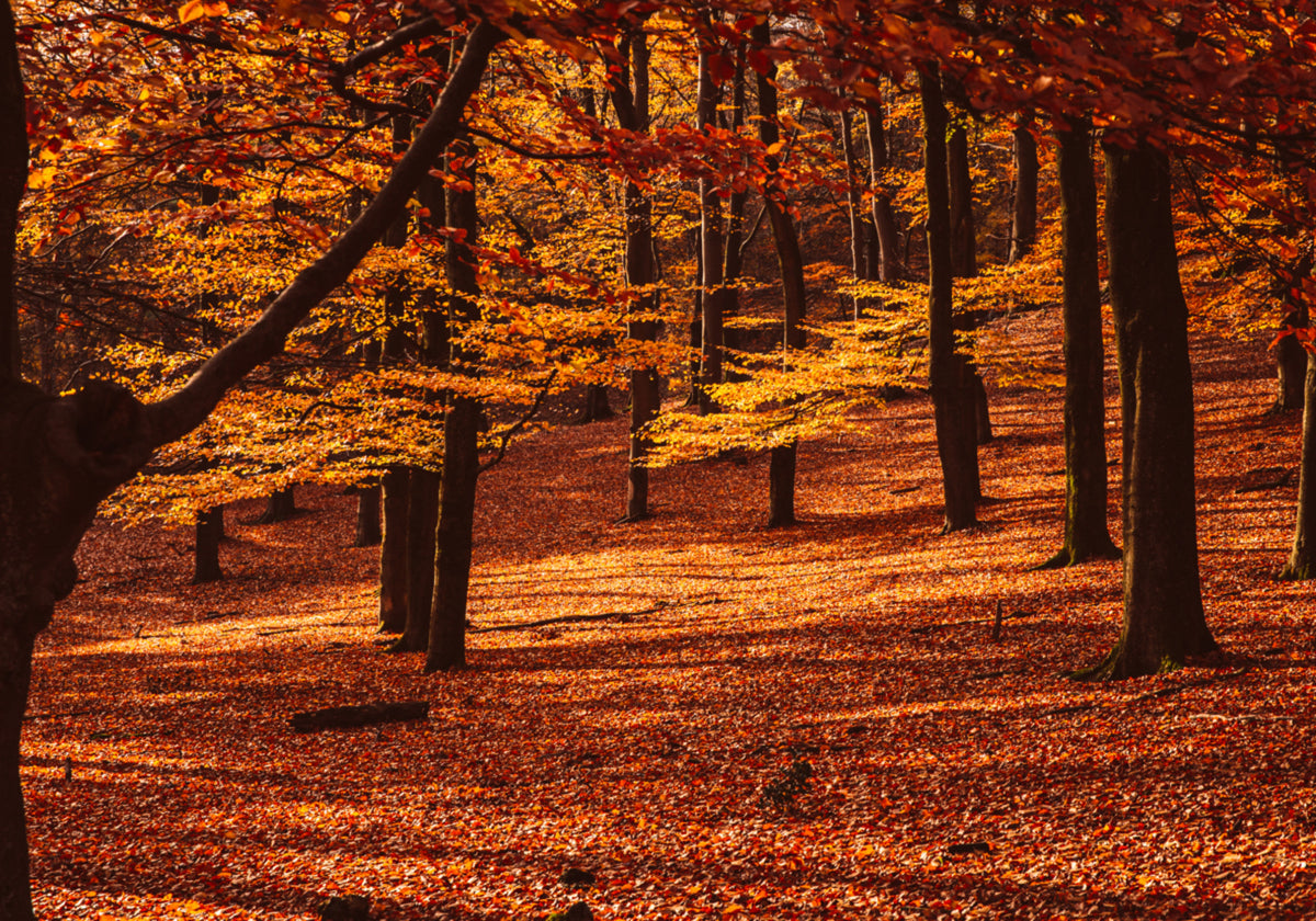 Goldener Herbstwald