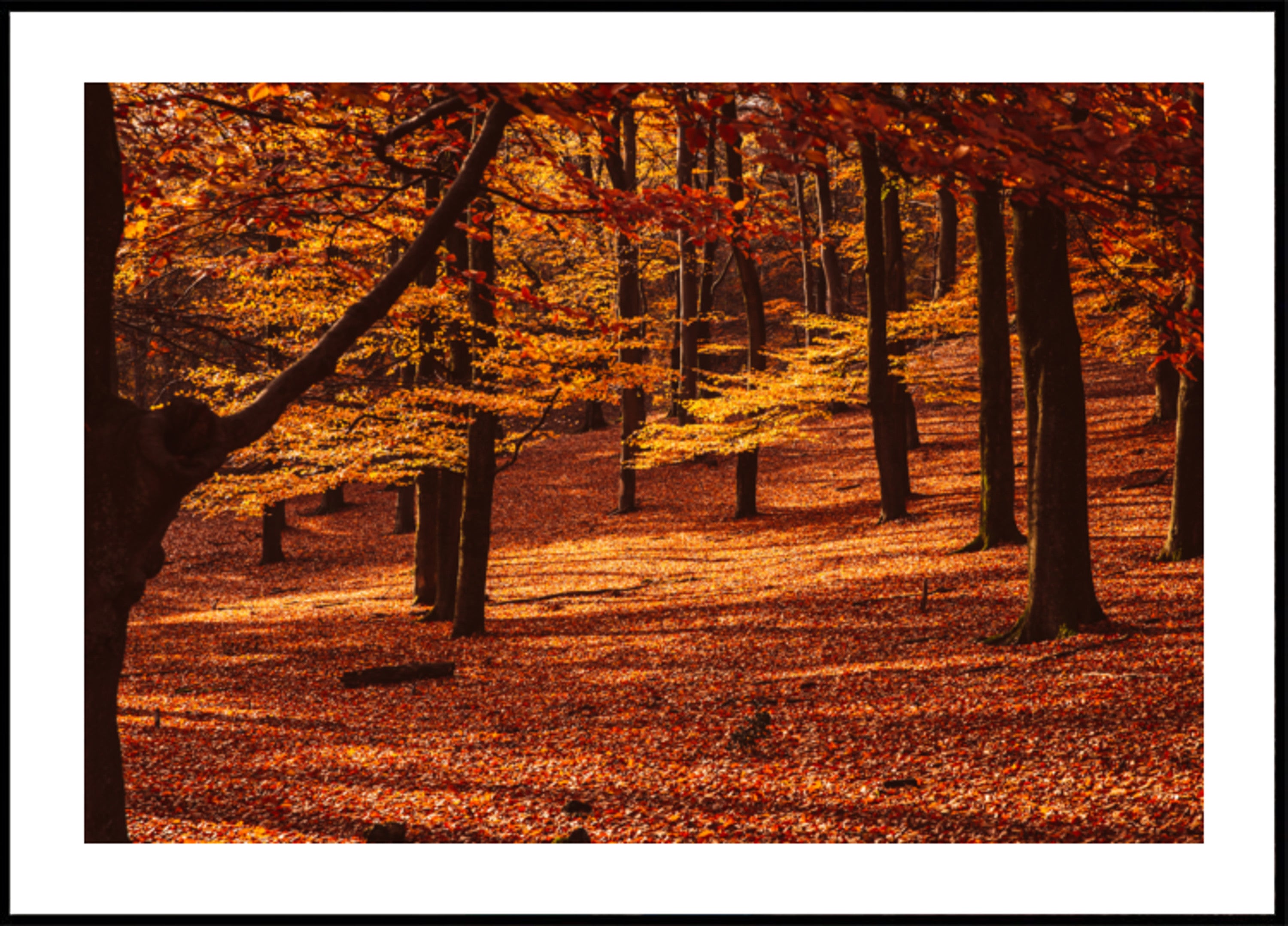 Goldener Herbstwald