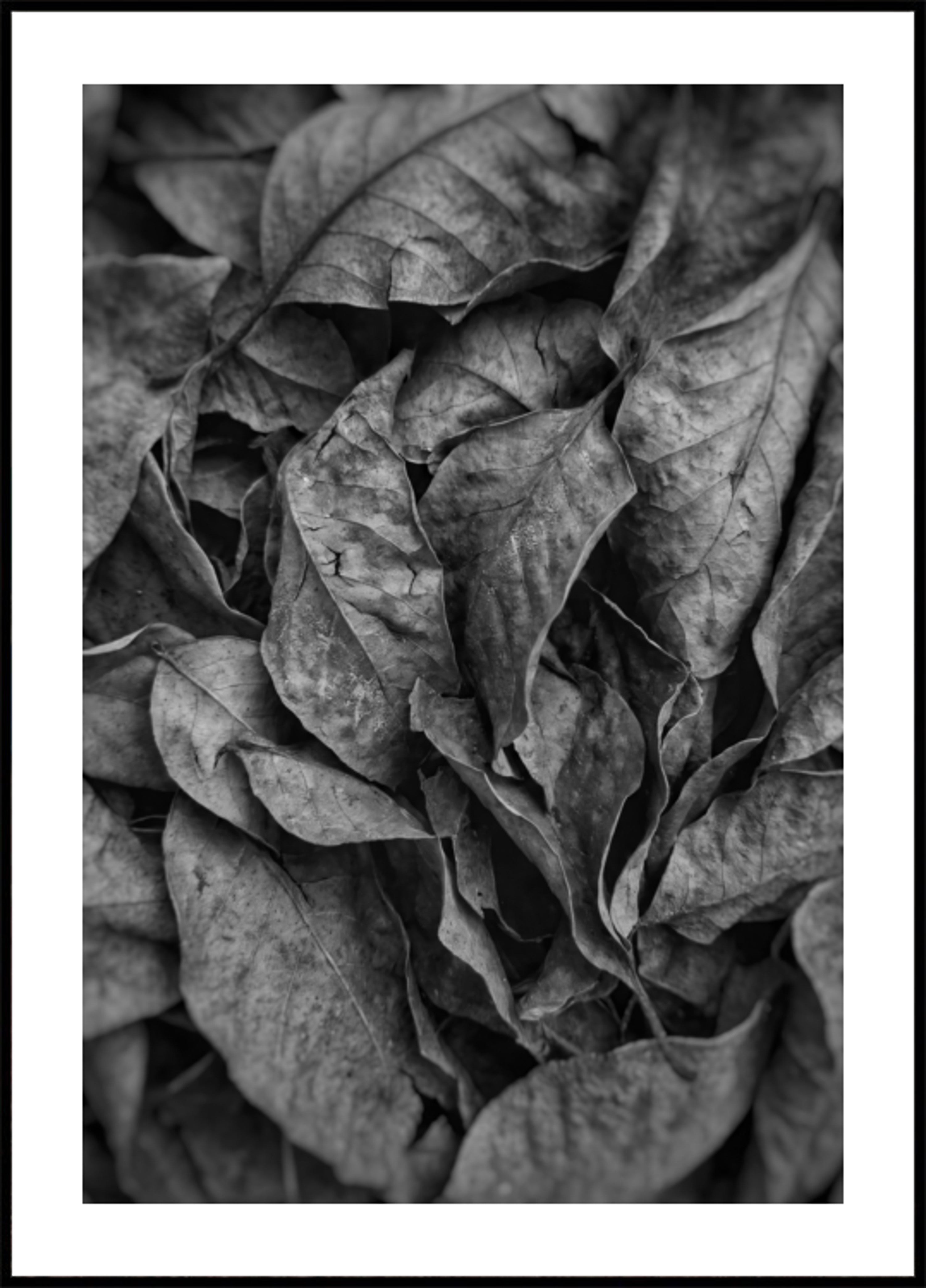 Monochrome Blattstruktur