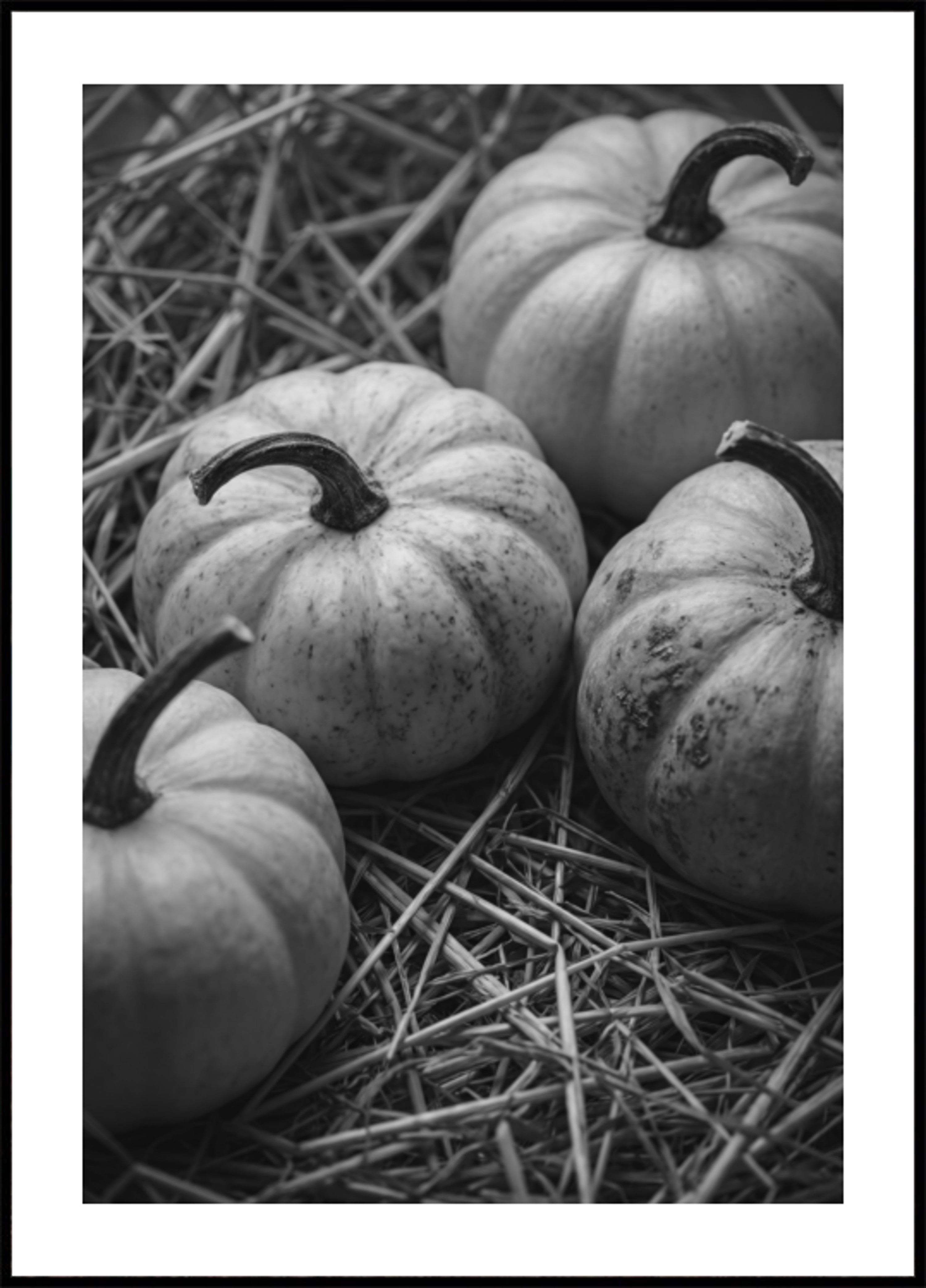 Kürbisse im Herbst ernten