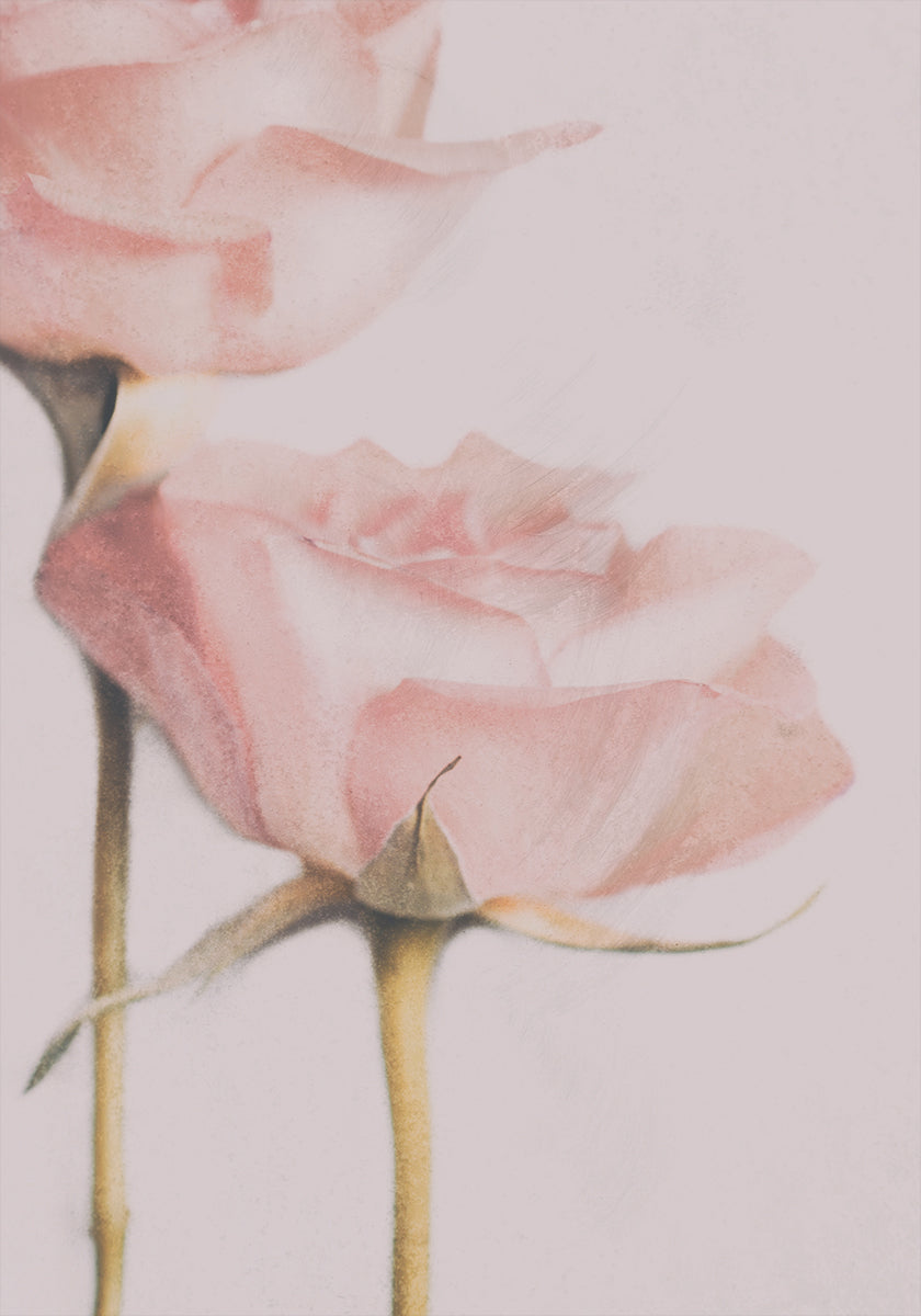 Two Roses Plakat - Posterbox