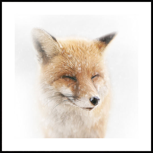 Satisfied Plakater - Posterbox