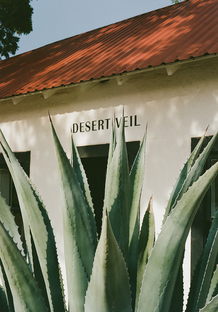 Desert Veil (NEW) - Posterbox