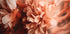 Petals in Motion (NEW) - Posterbox