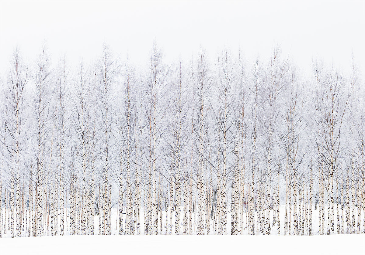 Winter birches Plakat - Posterbox