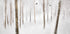 Winter Birches Plakat - Posterbox
