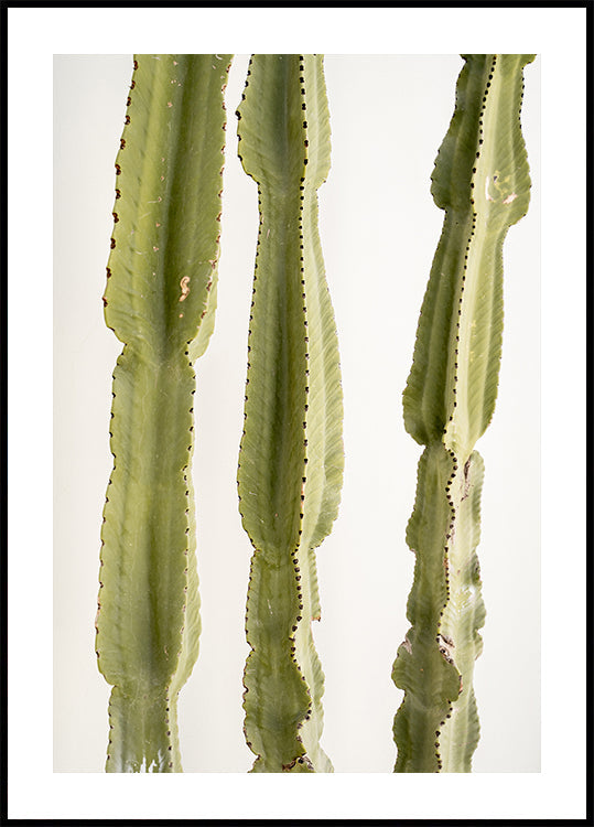 3 Cacti (NEW) - Posterbox