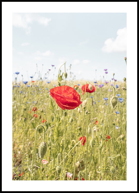 Poppy Flower (NEW) - Posterbox