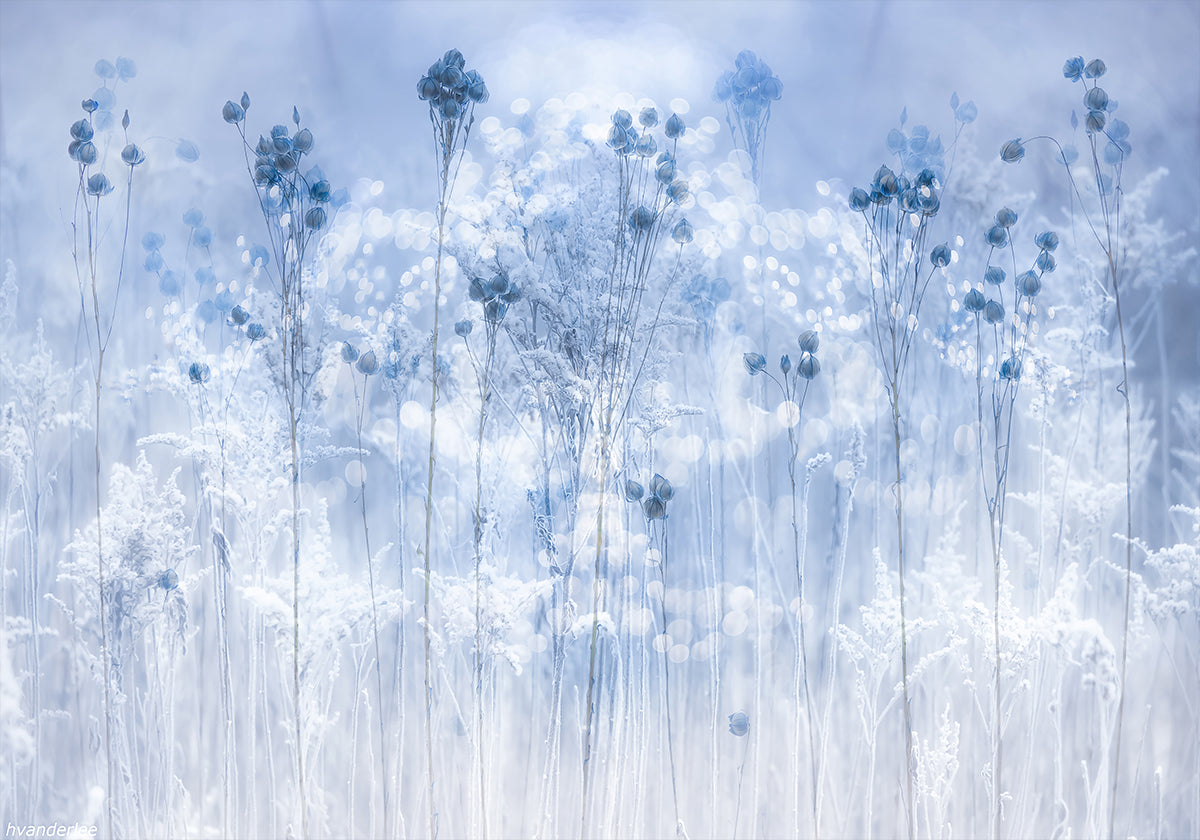 Icy blue Plakat - Posterbox