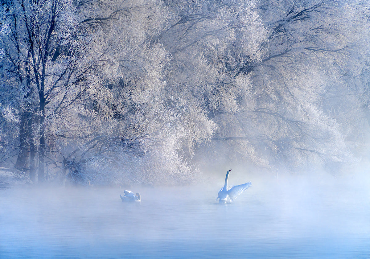 Swan Lake Plakat - Posterbox