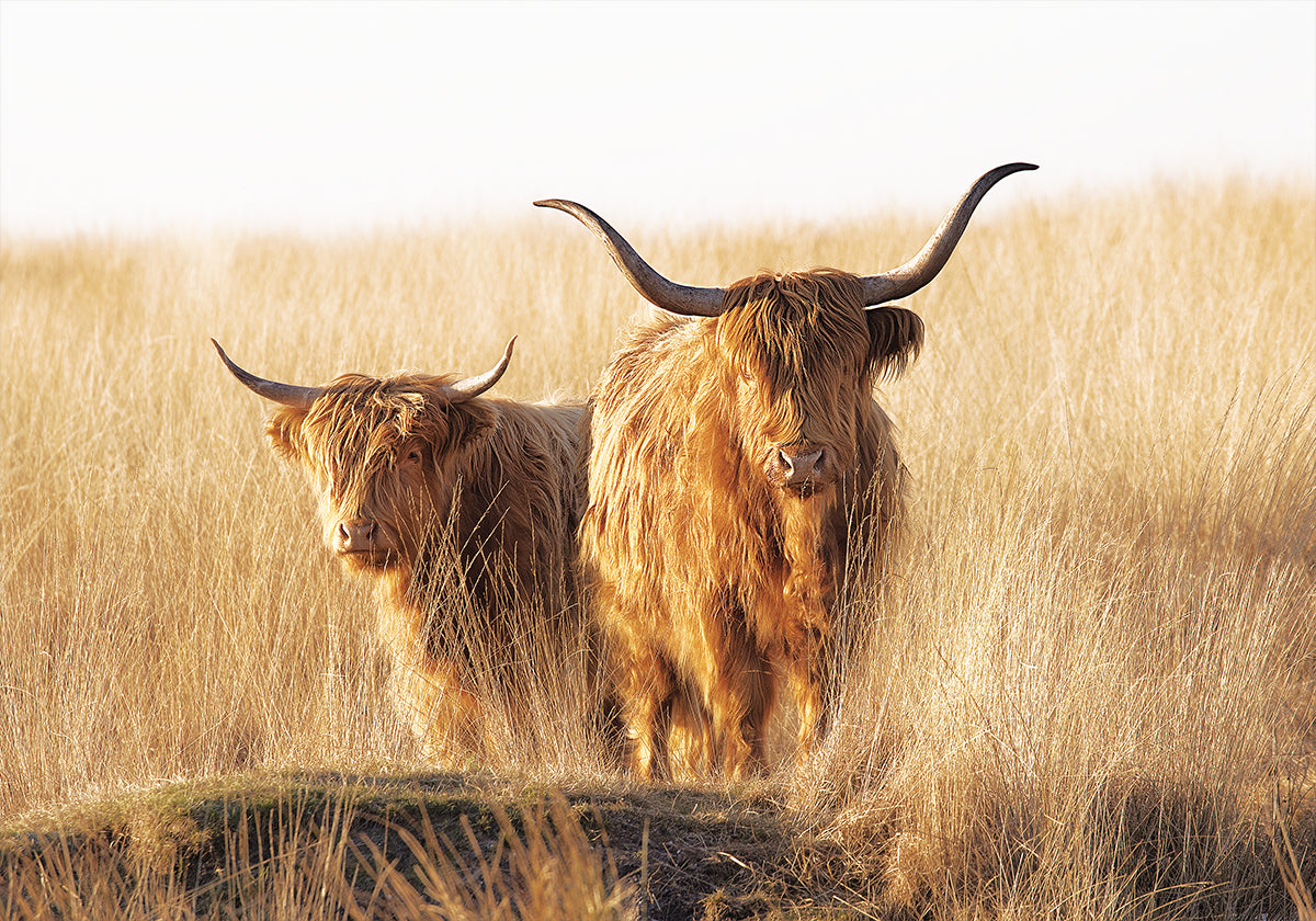 Young and Old Highlander Plakat - Posterbox