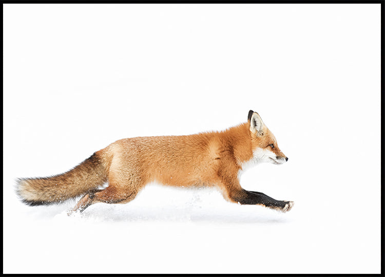 Red Fox on the run - Algonquin Park Plakat - Posterbox