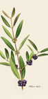 Botany Phillyrea Latifolia Plakat - Posterbox