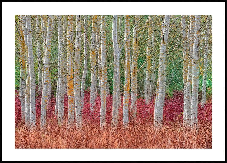 Birch forest (NEW) - Posterbox