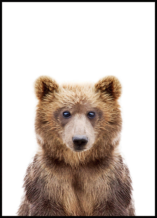 Baby Bear - Posterbox