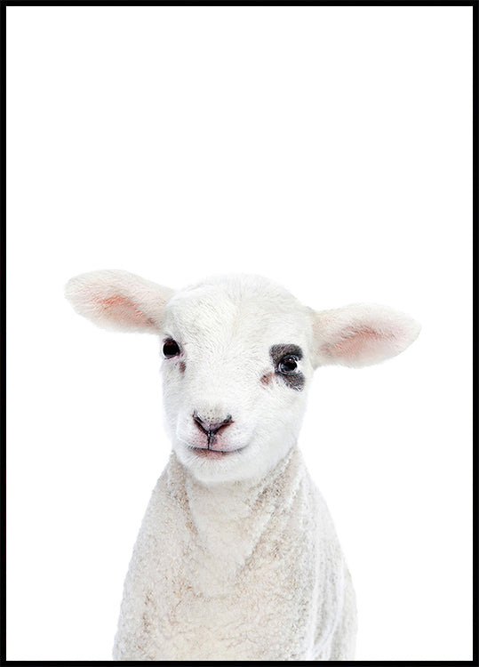 Baby Lamb - Posterbox