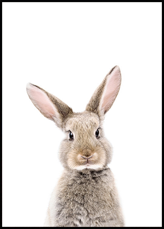 Baby Rabbit Plakat - Posterbox