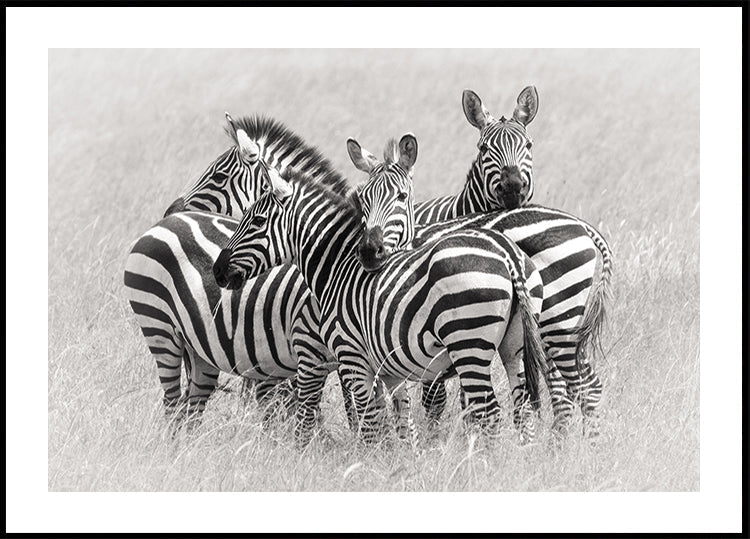 Zebras - Posterbox