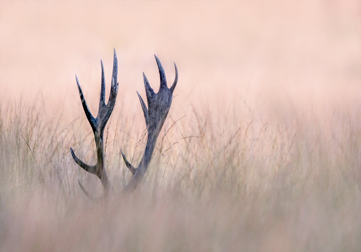 Hide &amp; Seek  ( Horn of Stag) - Posterbox
