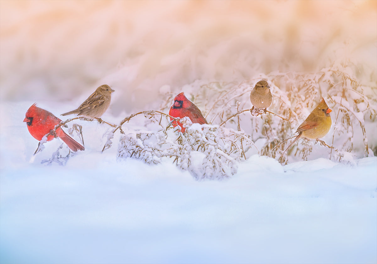 Snowy Morning  Party Plakat - Posterbox