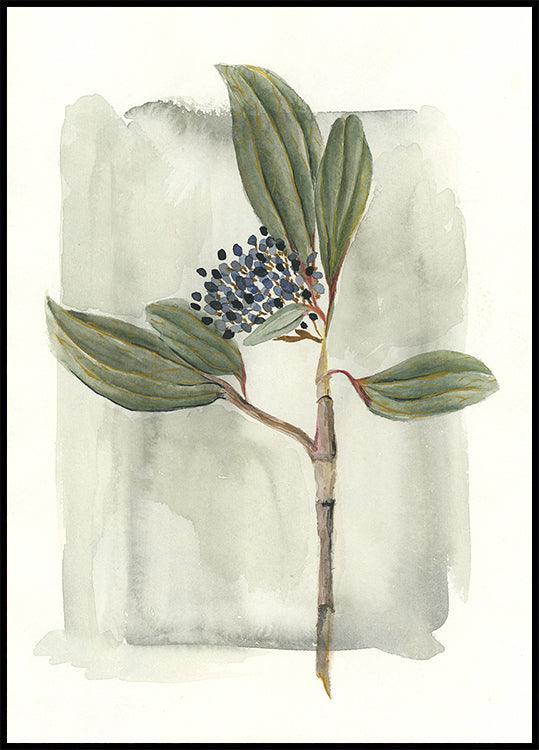 Viburnum davidii (NEW) - Posterbox