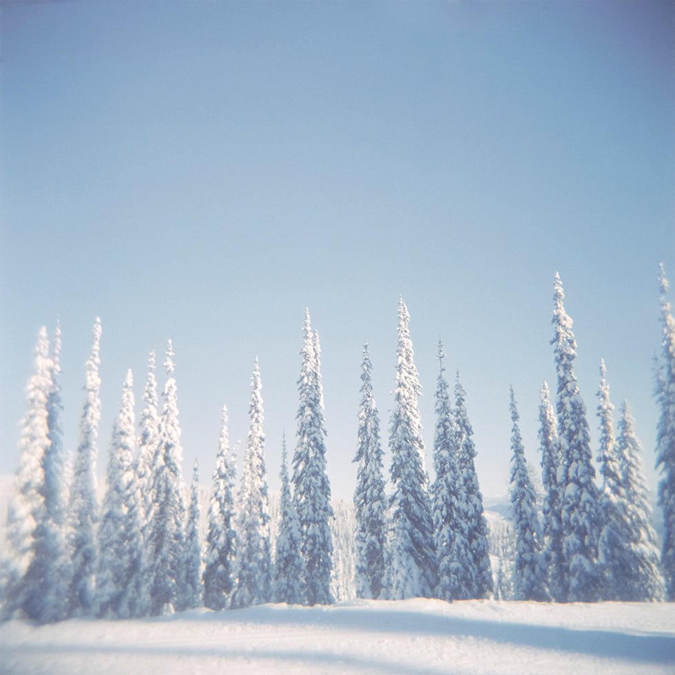 Winter Pines Plakat - Posterbox